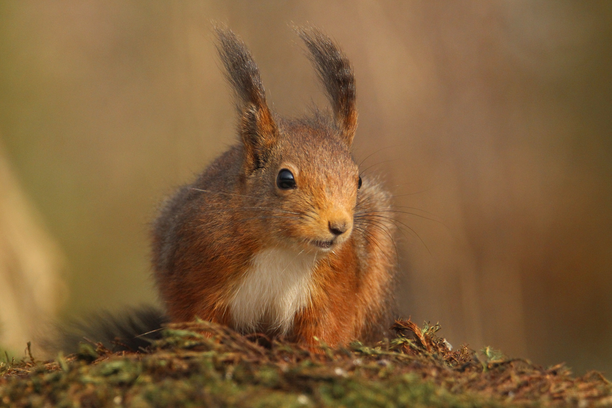 Tamron SP 150-600mm F5-6.3 Di VC USD sample photo. And another squirrel photography