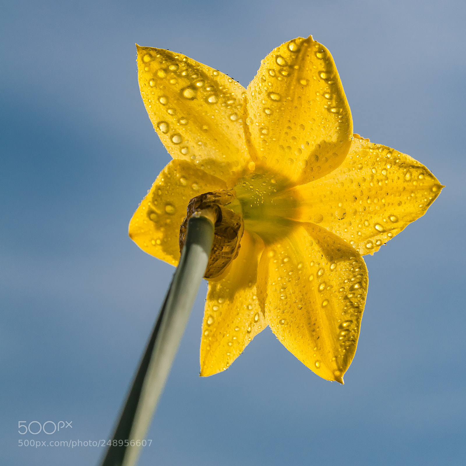Nikon D300S sample photo. Daffodil photography