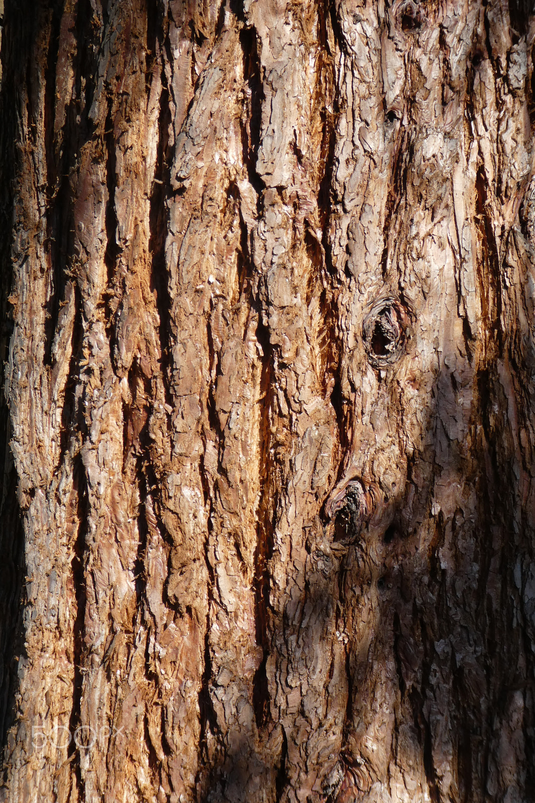 Panasonic Lumix DMC-ZS60 (Lumix DMC-TZ80) sample photo. Tree bark photography