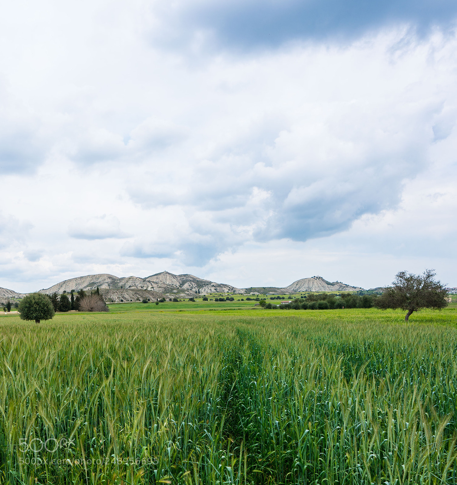 Sony a7R II sample photo. Green field cyprus photography