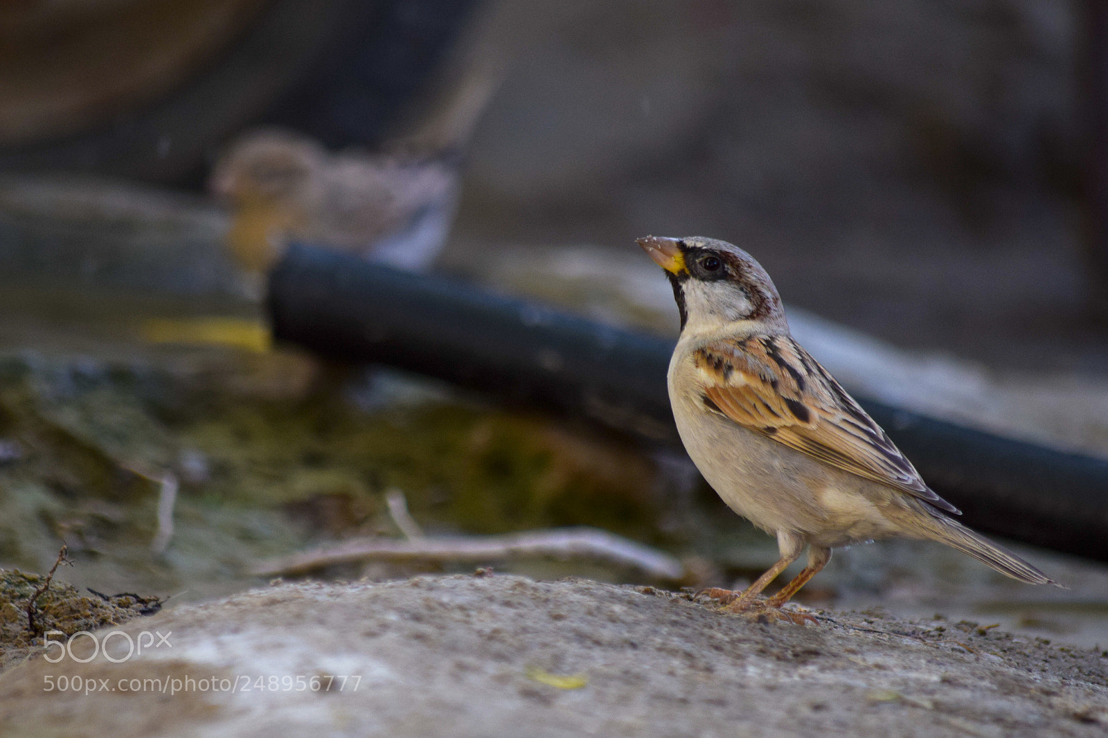 Nikon D5300 sample photo. Sparrow photography