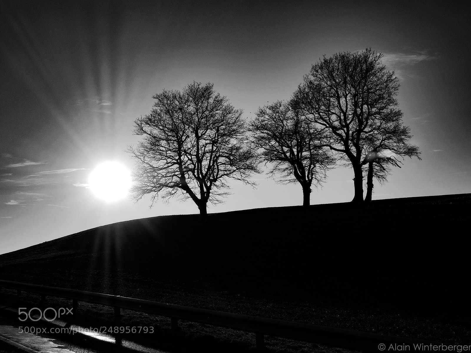 Panasonic Lumix DMC-GX85 (Lumix DMC-GX80 / Lumix DMC-GX7 Mark II) sample photo. Black trees photography