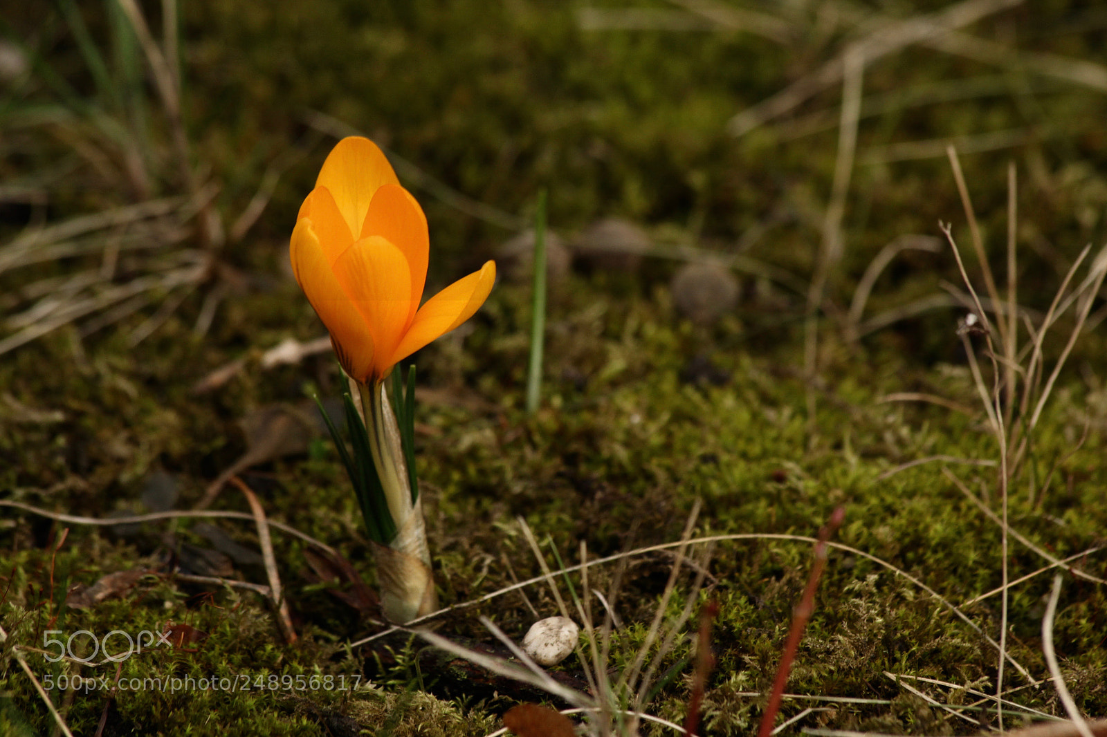 Canon EOS 60D sample photo. Spring photography