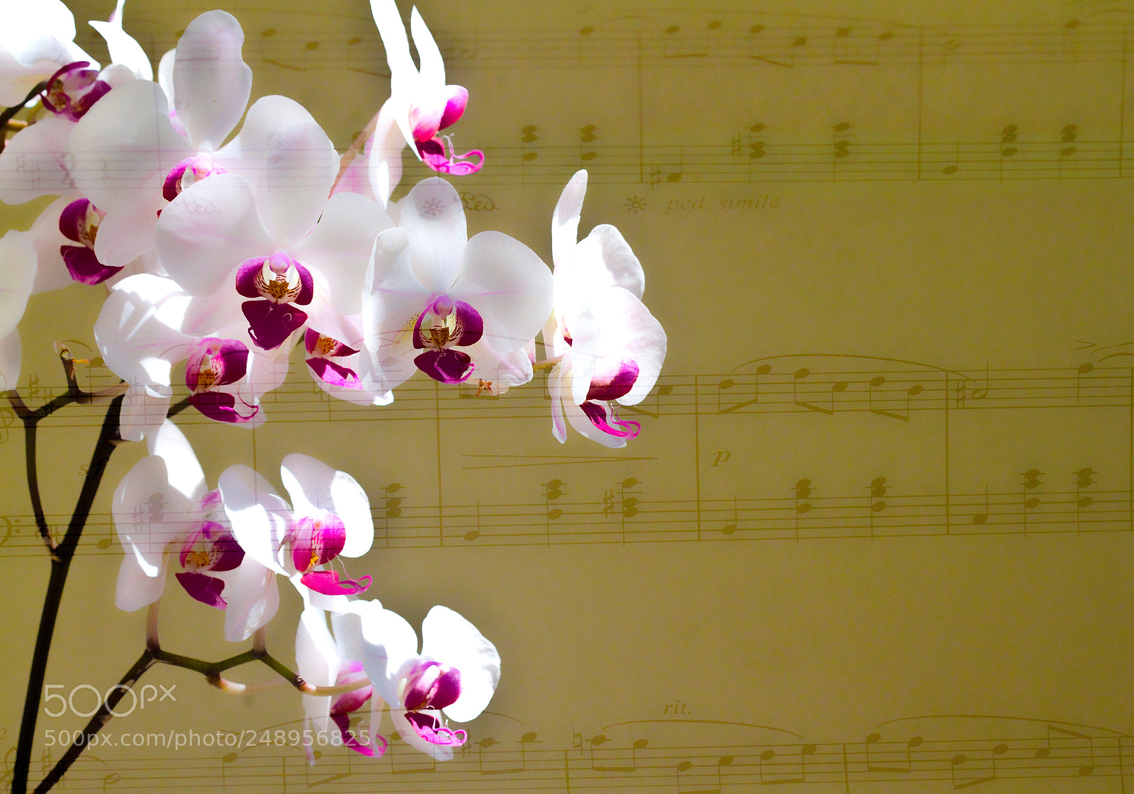 Canon EOS 7D sample photo. Orchid music photography