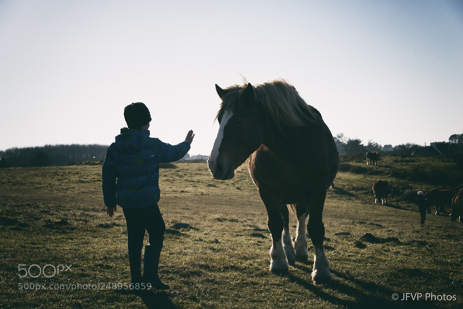 Nikon D800 sample photo. Jfvp horse and boy photography