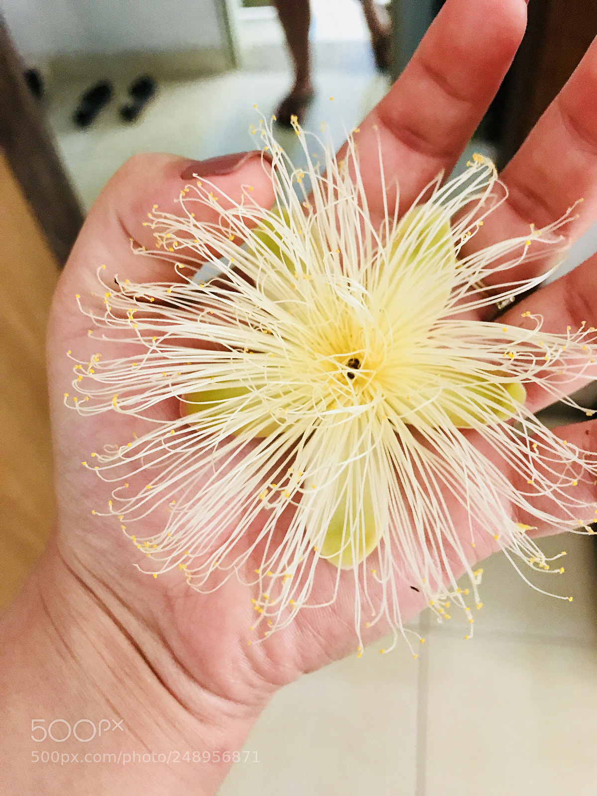 Apple iPhone 7 sample photo. Flower in my hand photography