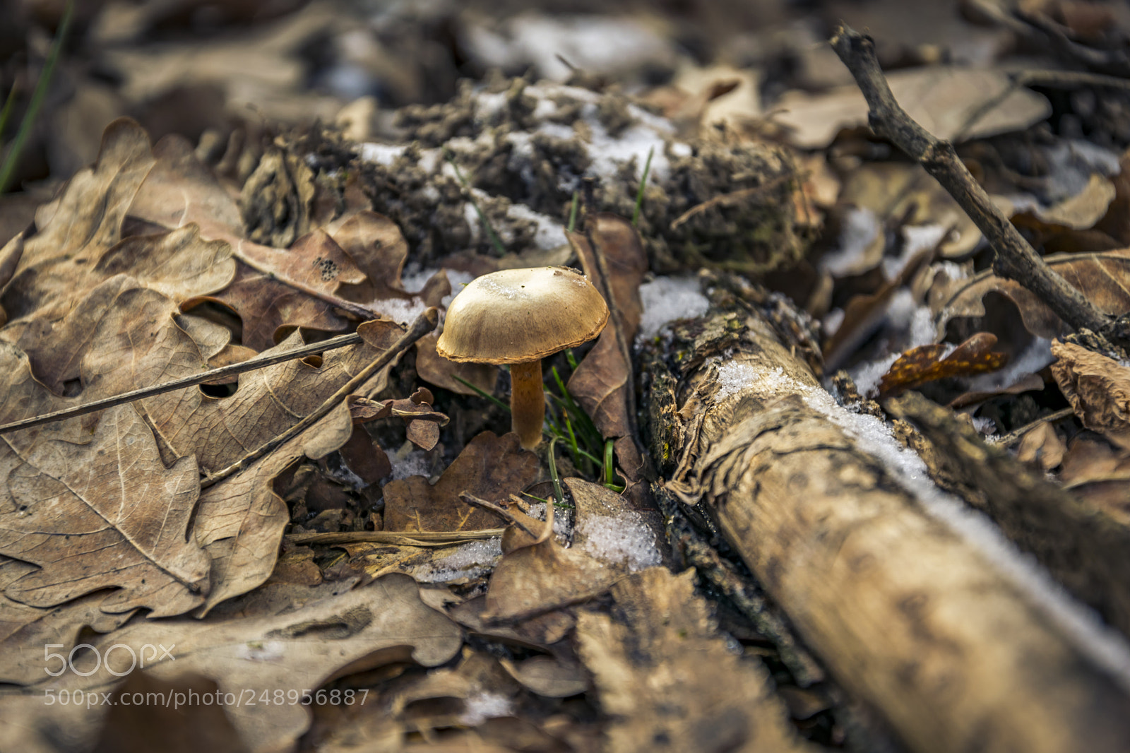 Nikon D5300 sample photo. Fungi on the leafs photography
