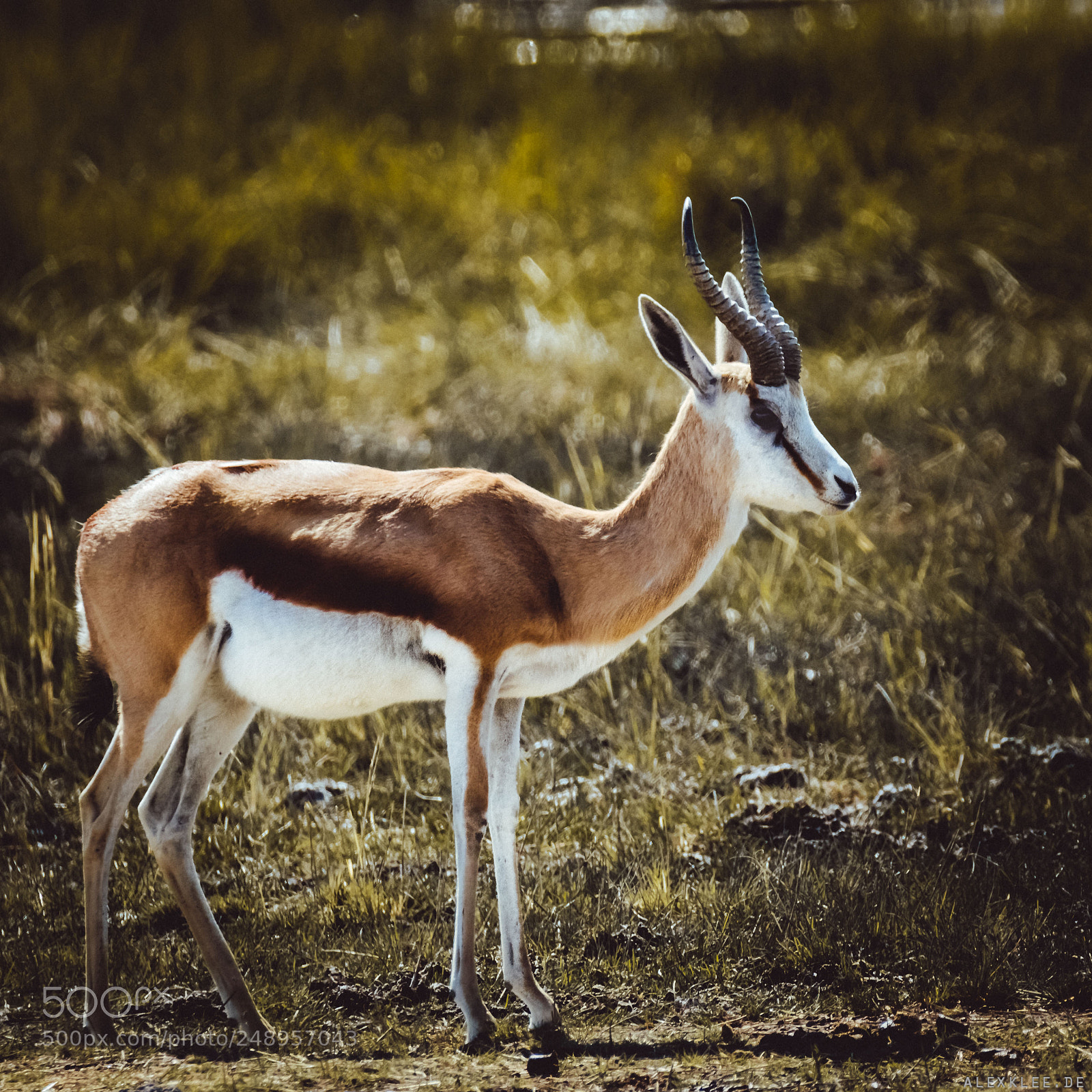 Canon EOS 7D Mark II sample photo. The springbok photography