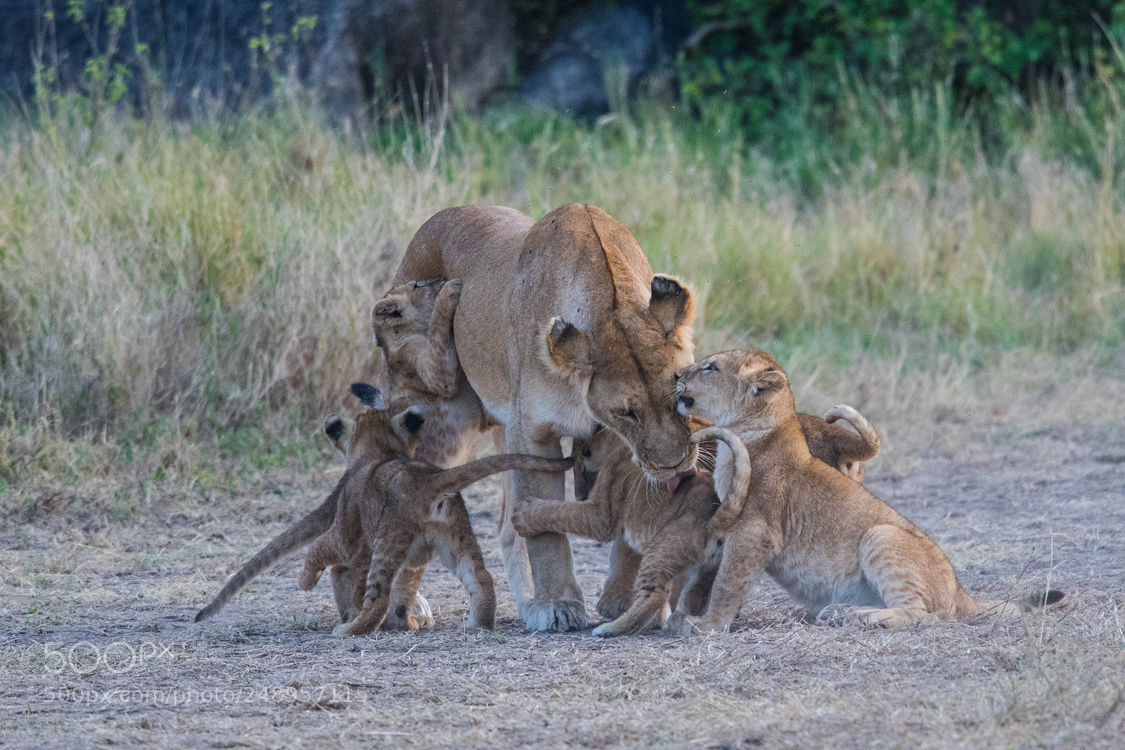 Nikon D500 sample photo. Lioness greets cubs photography