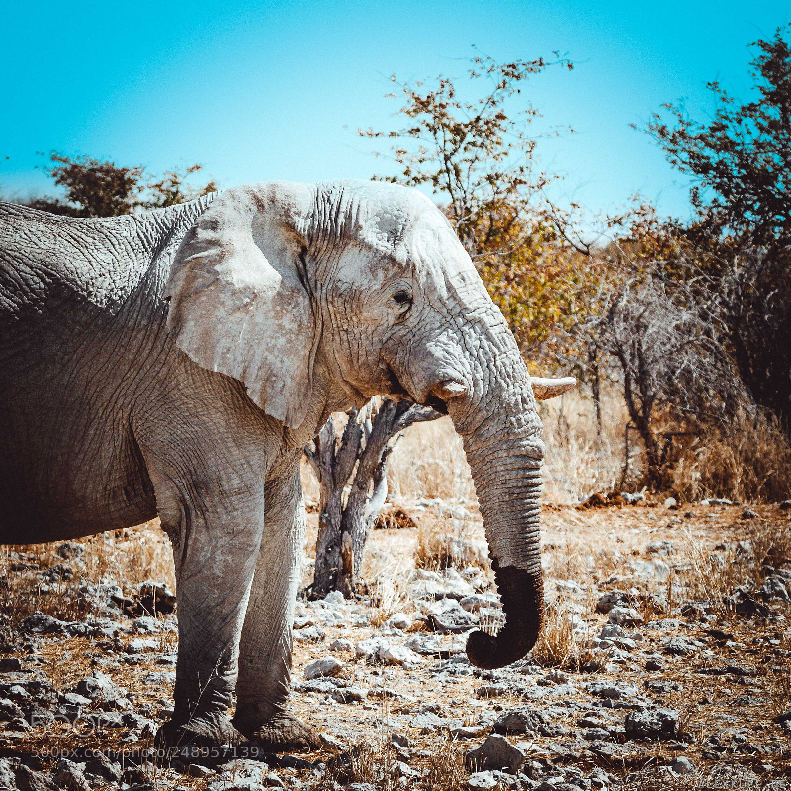 Canon EOS 7D Mark II sample photo. Elephant after drinking photography