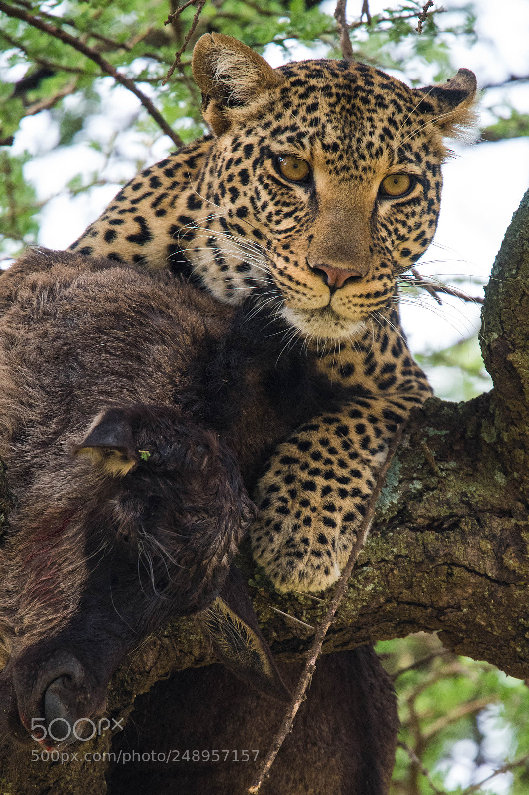 Nikon D500 sample photo. Leopard with kill photography