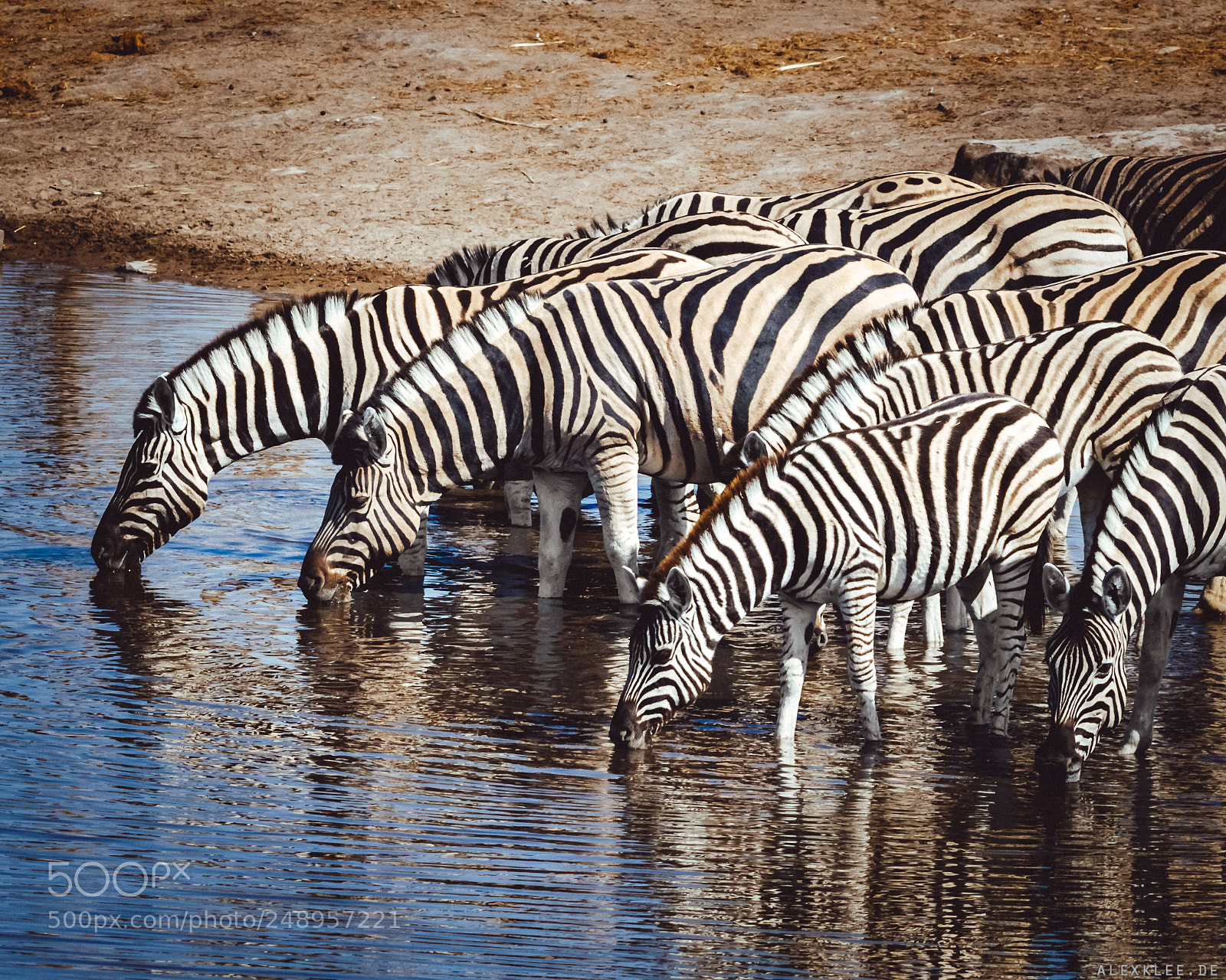 Canon EOS 7D Mark II sample photo. The drinking zebras photography