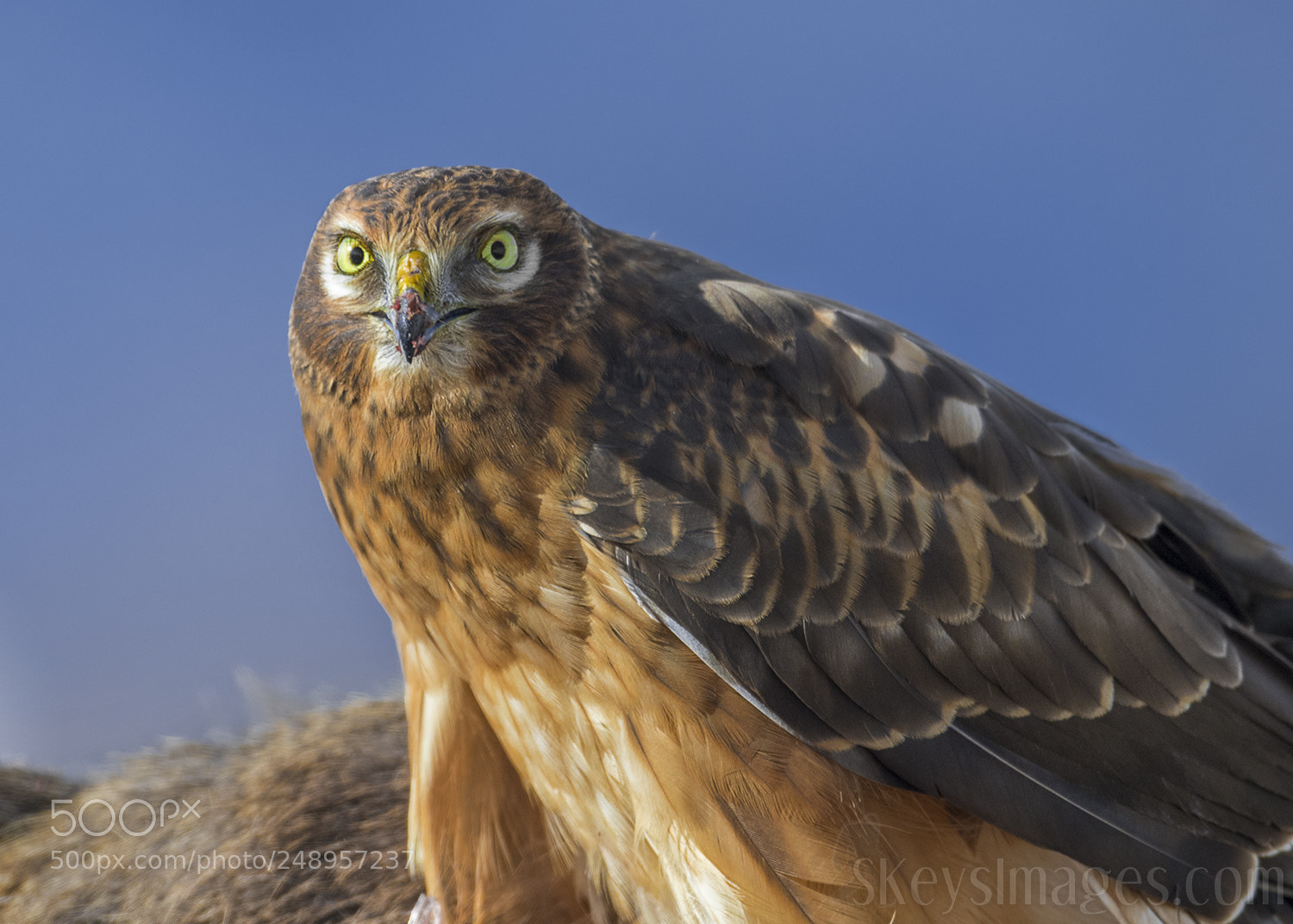 Nikon D500 sample photo. Break (northern harrier) photography