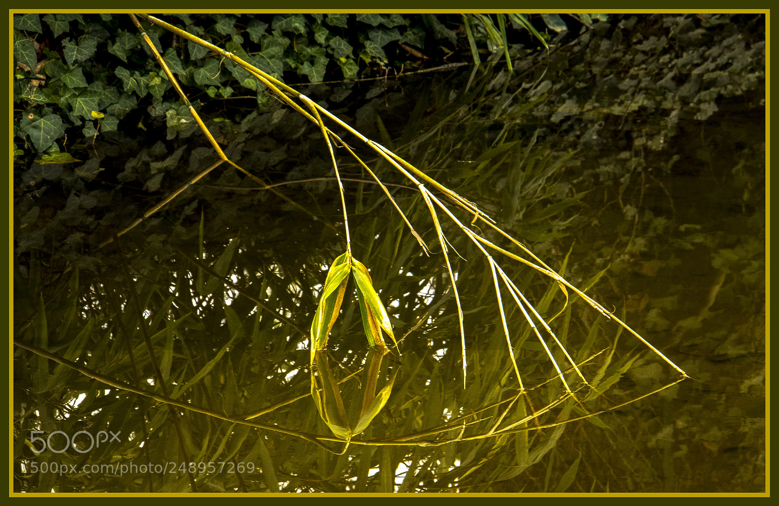 Canon EOS 7D Mark II sample photo. Bamboo reflection photography