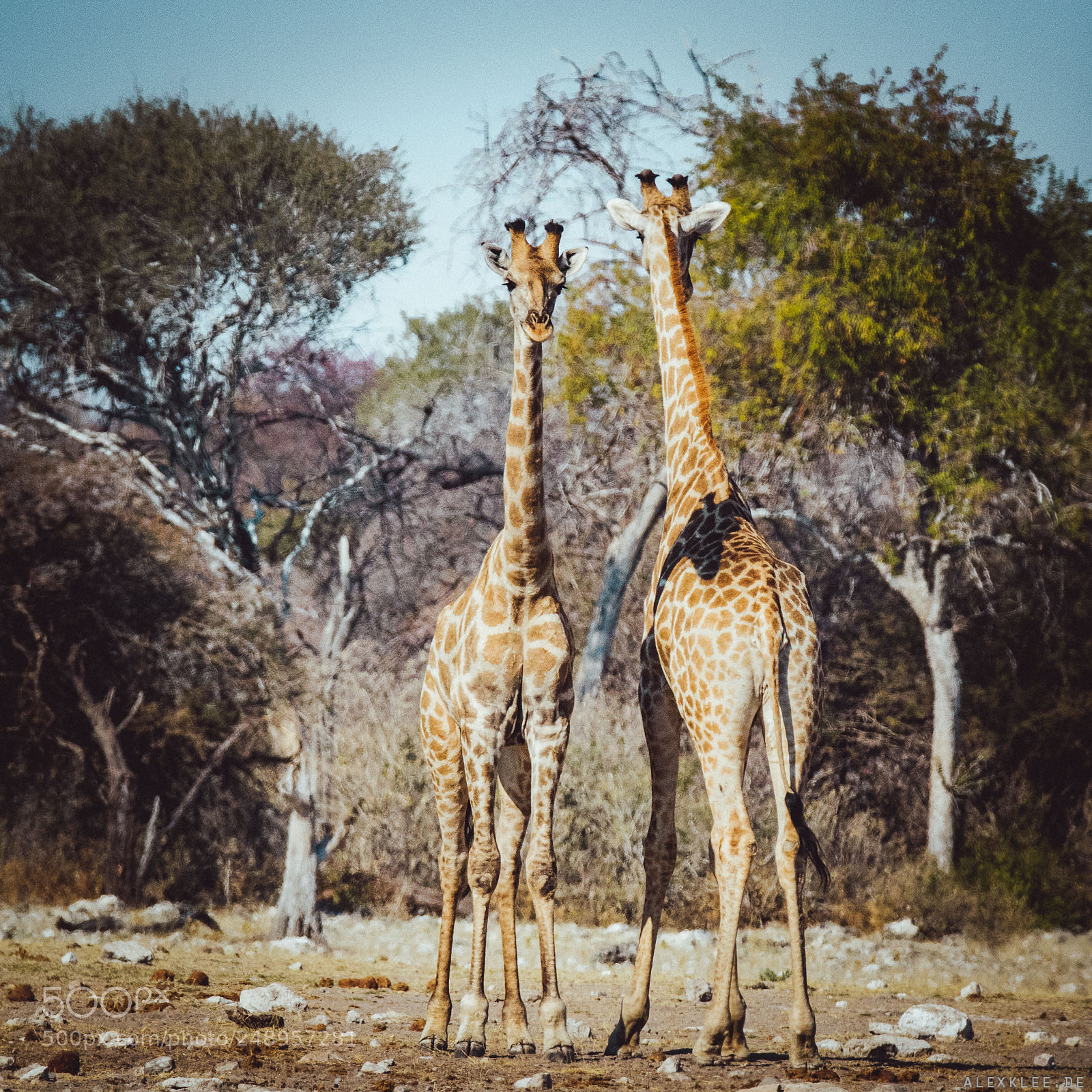 Canon EOS 7D Mark II sample photo. The giraffe face-off photography