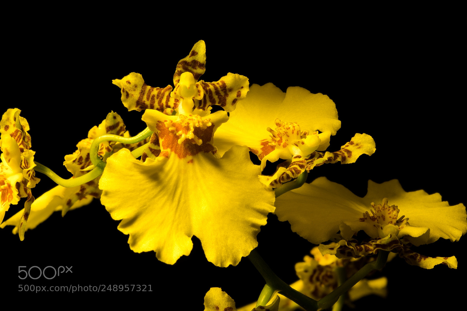 Canon EOS 7D Mark II sample photo. Yellow orchid photography