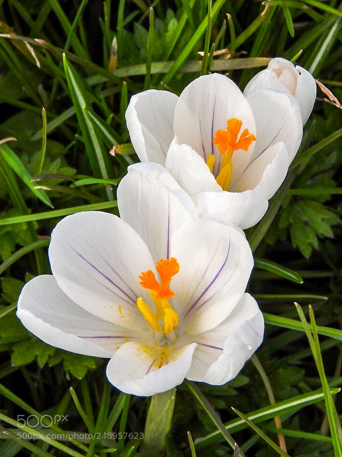 Nikon Coolpix P610 sample photo. White crocuses photography