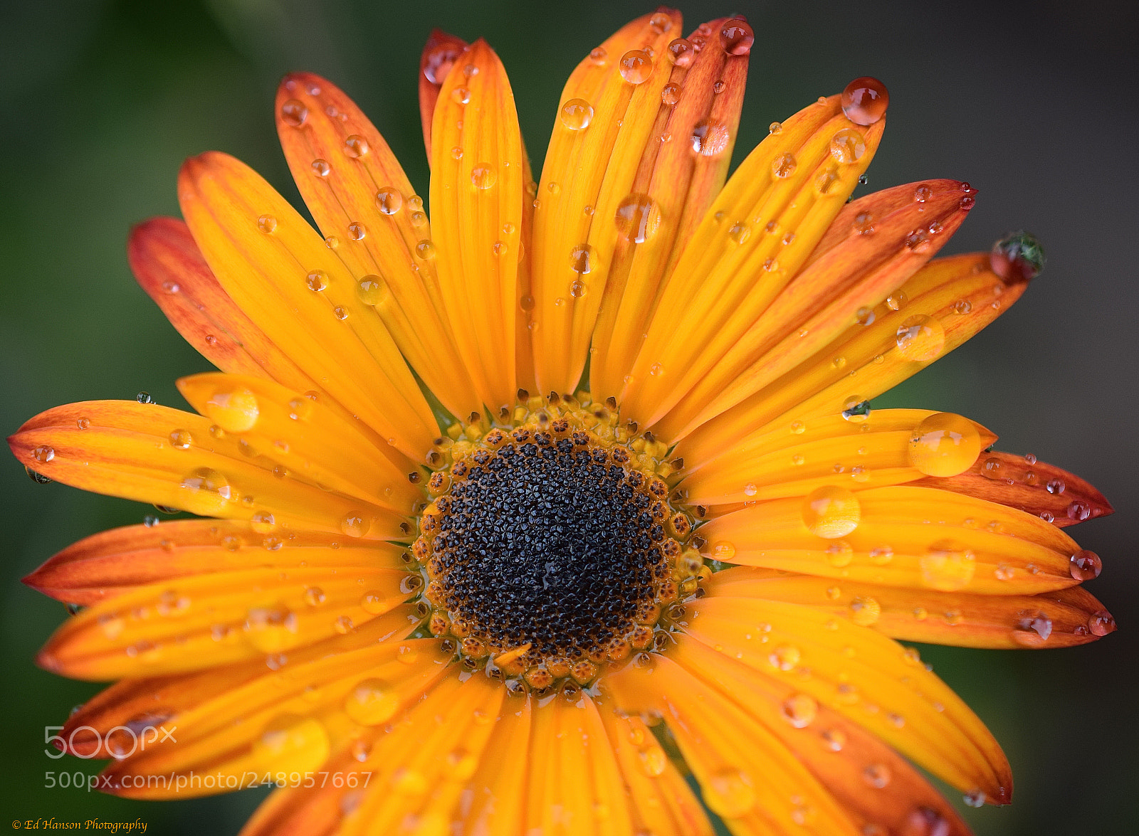 Nikon D3300 sample photo. Close photography