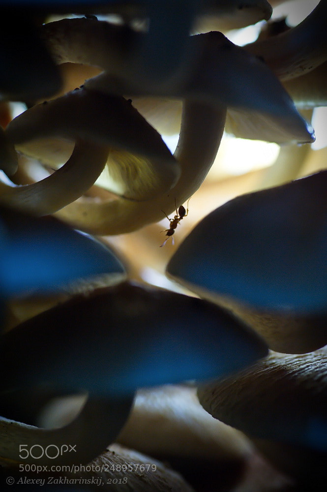 Nikon D700 sample photo. The psychonauts photography