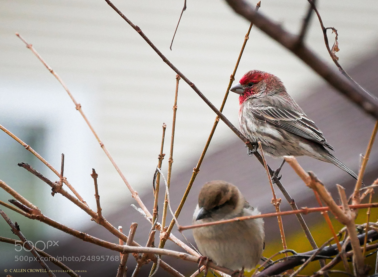 Panasonic Lumix DMC-GX85 (Lumix DMC-GX80 / Lumix DMC-GX7 Mark II) sample photo. Finch sparrow photography