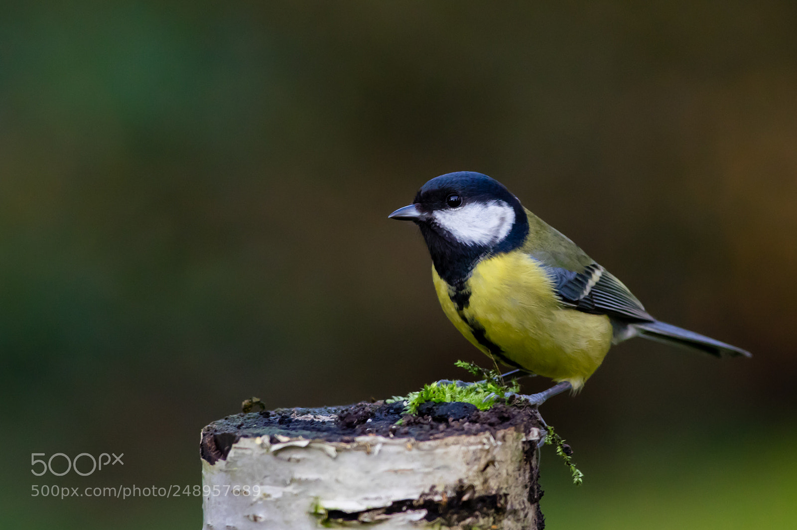 Pentax K-3 sample photo. Great tit photography