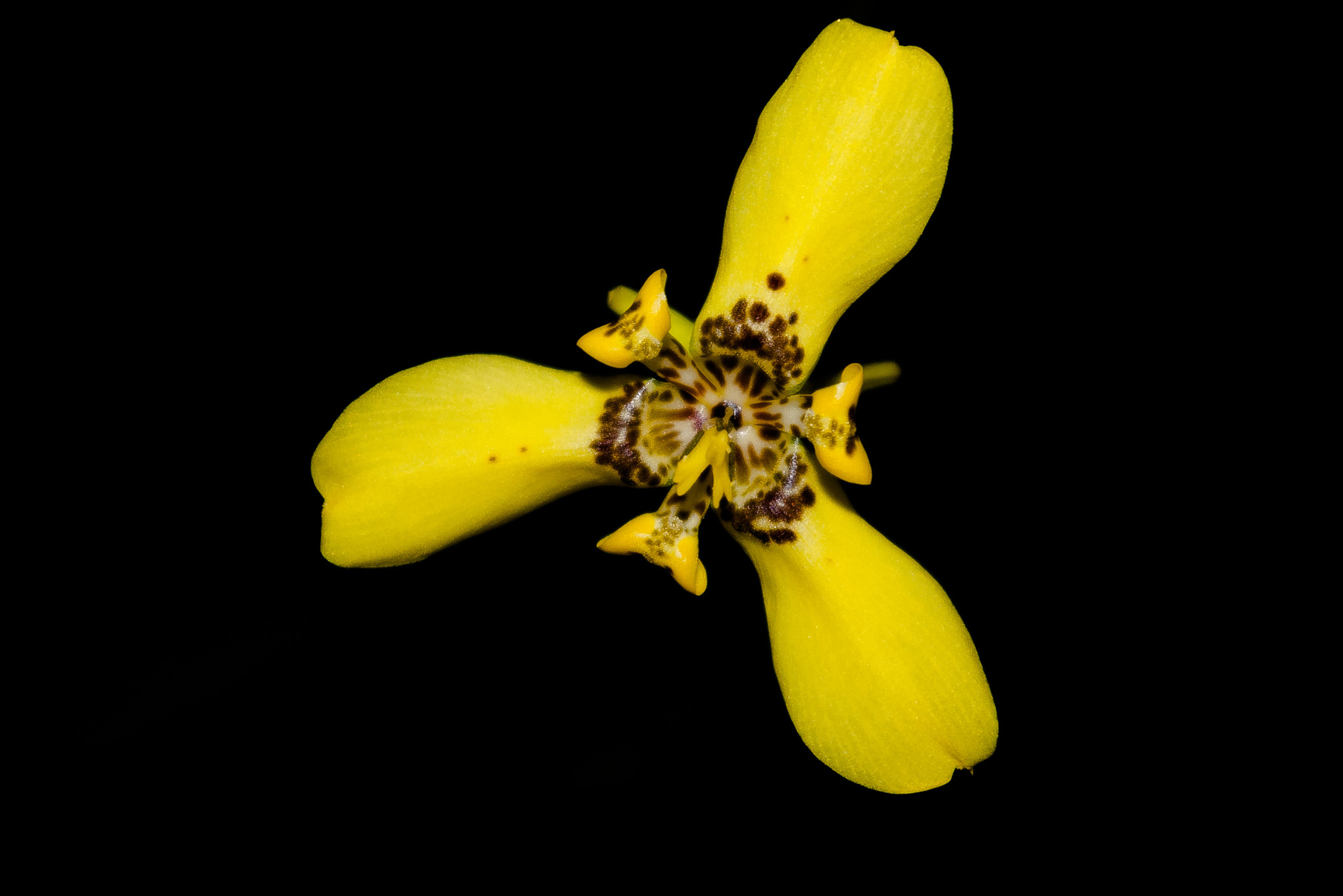 Pentax K100D sample photo. Yellow flower photography