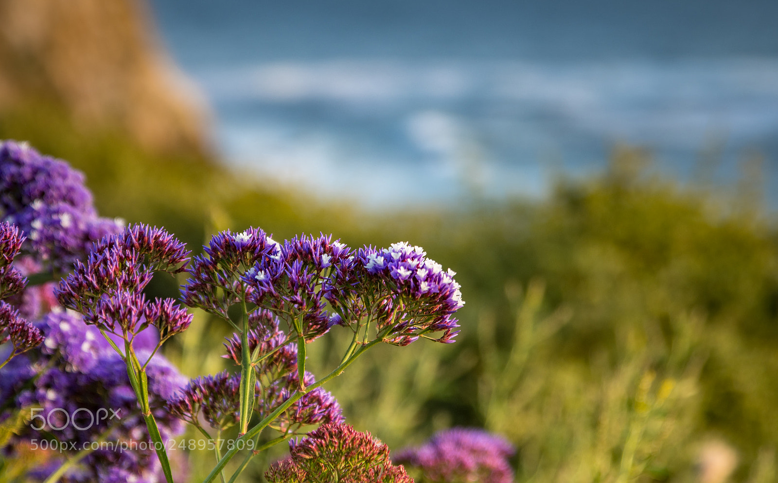Nikon D500 sample photo. California photography