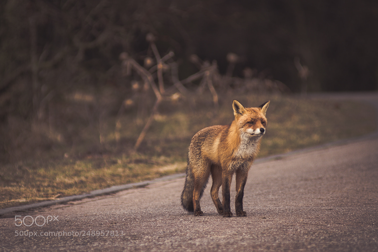 Nikon D4 sample photo. #foxyladay photography