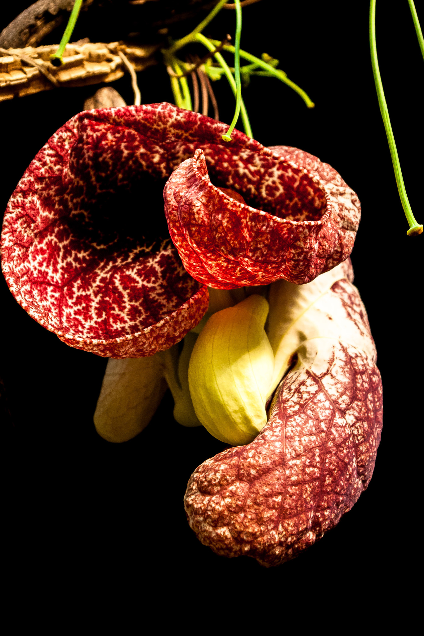 Pentax K100D sample photo. Aristolochia? photography