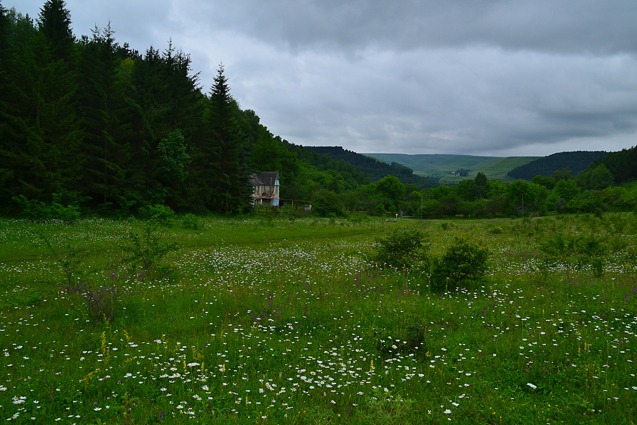 Nikon D3100 sample photo. Daisy scopes photography