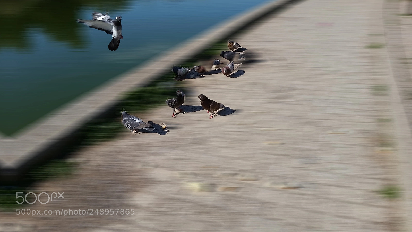Samsung Galaxy S5 sample photo. The pigeons fly photography