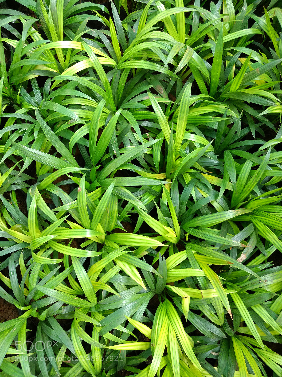 Motorola Moto G (4) sample photo. Plants photography