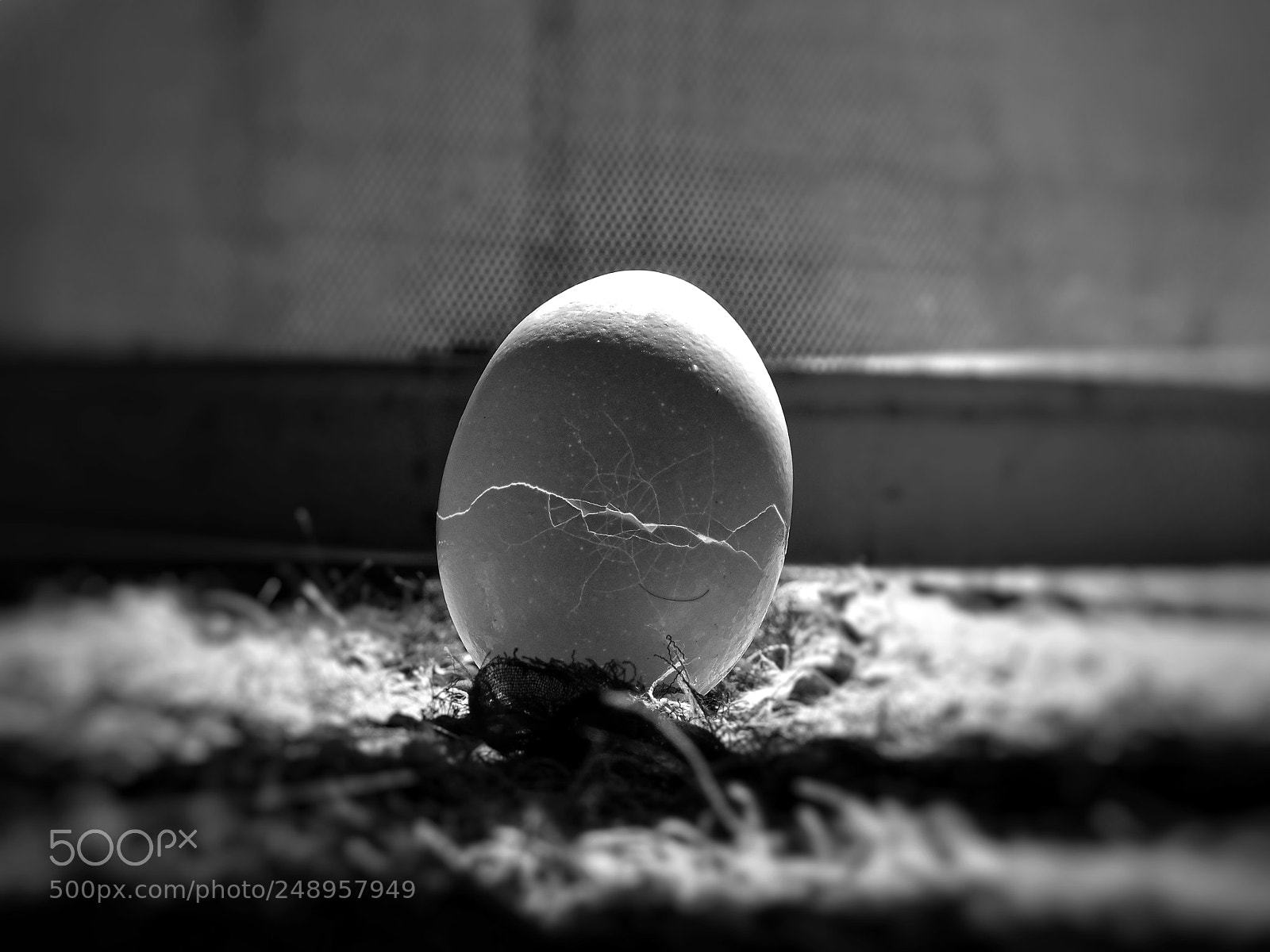 Nikon Coolpix L840 sample photo. Crack egg photography