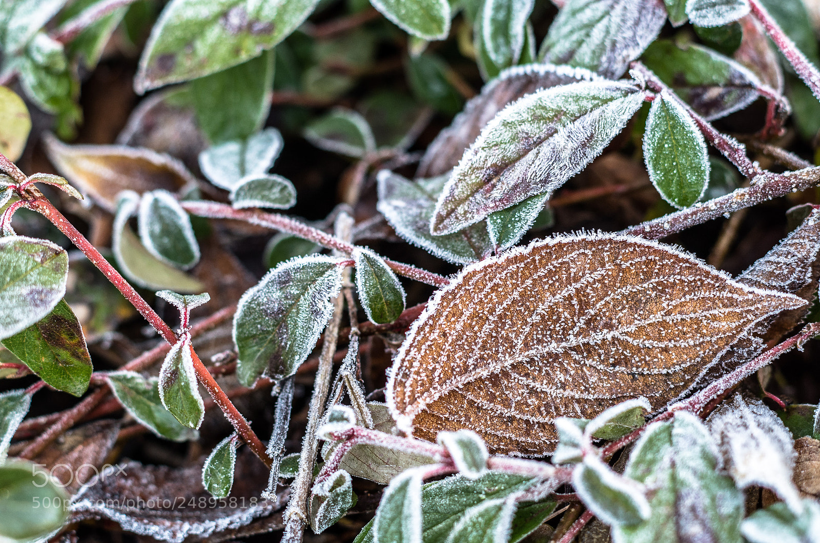 Pentax K-50 sample photo. Frosted leaf photography