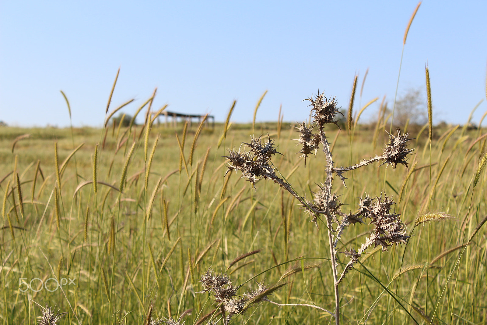 Canon EOS 650D (EOS Rebel T4i / EOS Kiss X6i) sample photo. Thorns between the crops photography