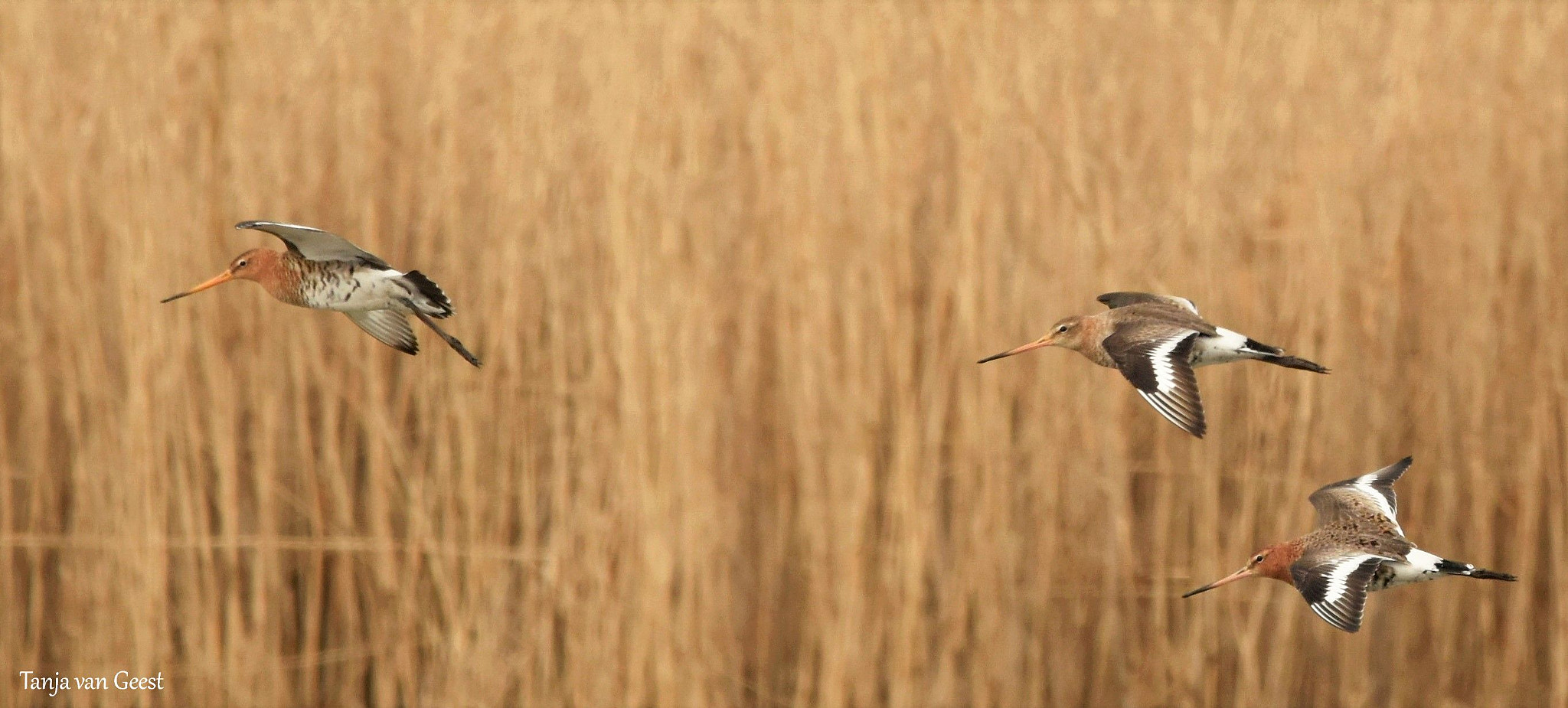 Nikon D5500 + Sigma 150-600mm F5-6.3 DG OS HSM | C sample photo. Black-tailed godwits photography