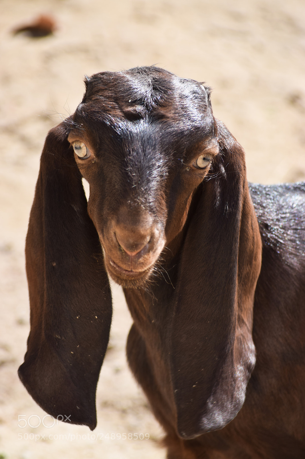 Nikon D5300 sample photo. Goat photography