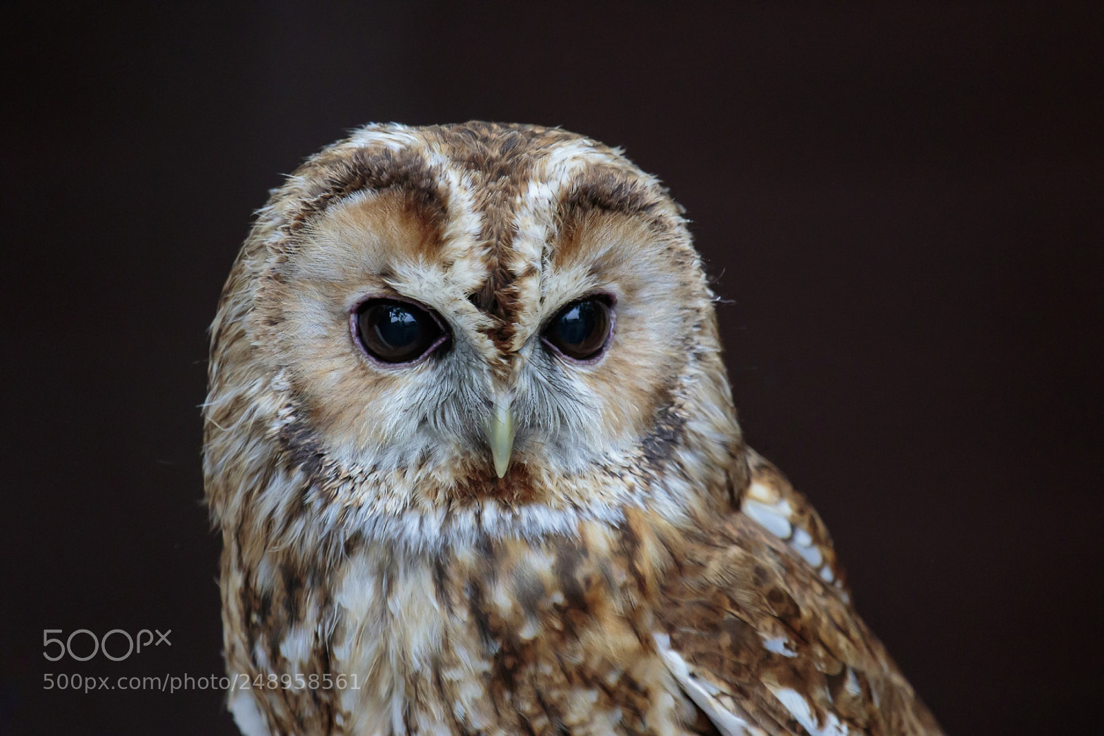 Canon EOS 7D Mark II sample photo. Tawny owl photography