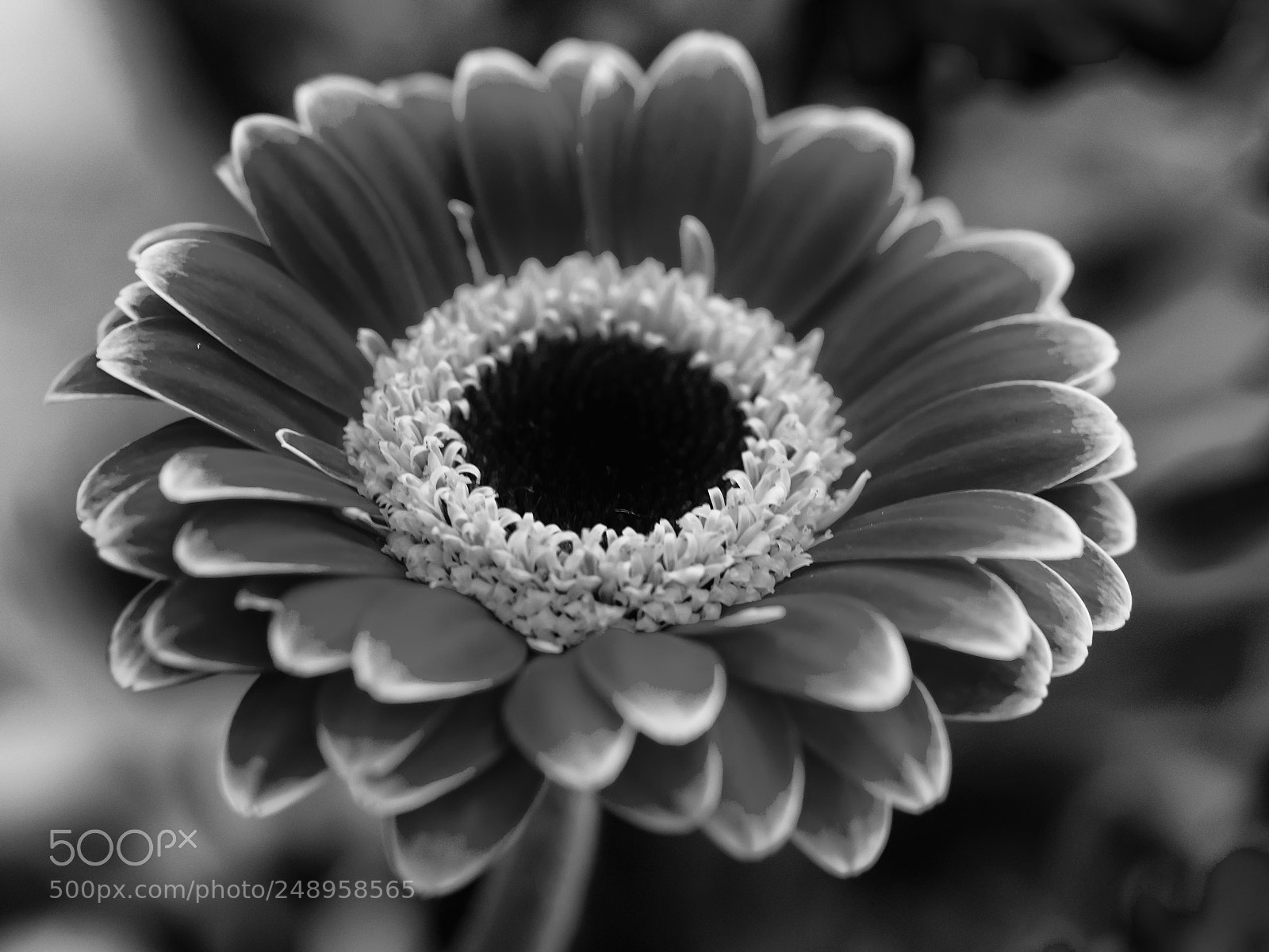 Olympus OM-D E-M10 II sample photo. B&w gerbera photography