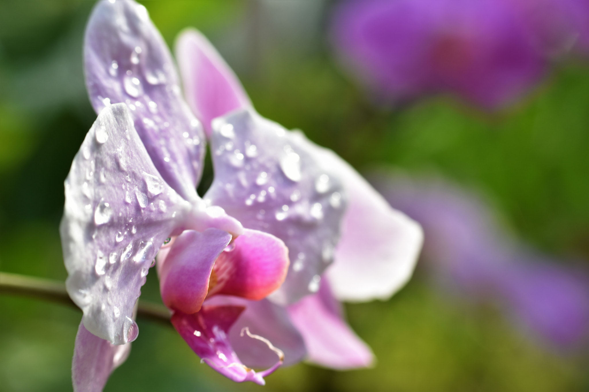 Nikon D3400 + Nikon AF-S Nikkor 50mm F1.8G sample photo. Dsc photography