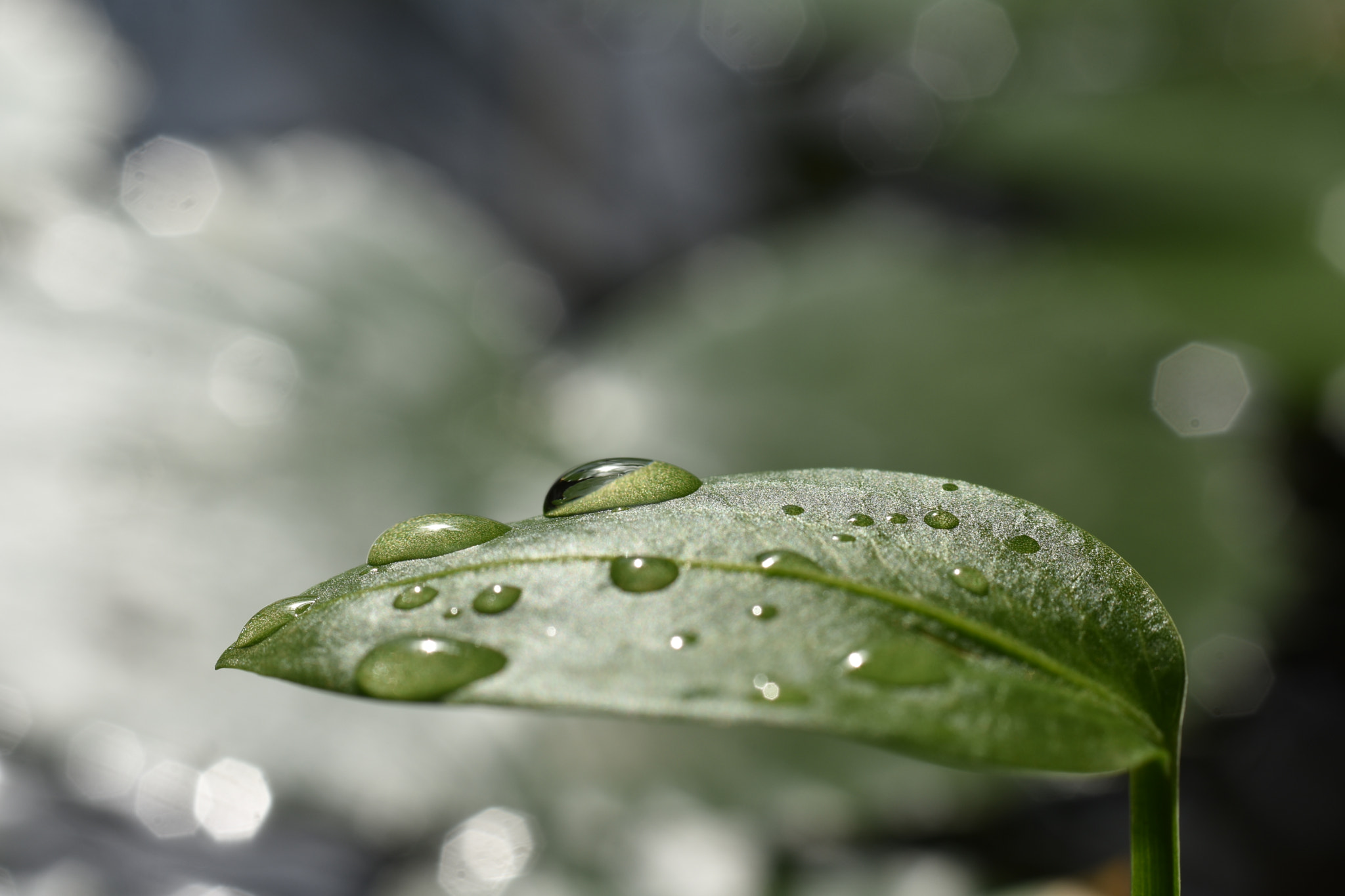 Nikon D3400 + Nikon AF-S Nikkor 50mm F1.8G sample photo. Dsc photography
