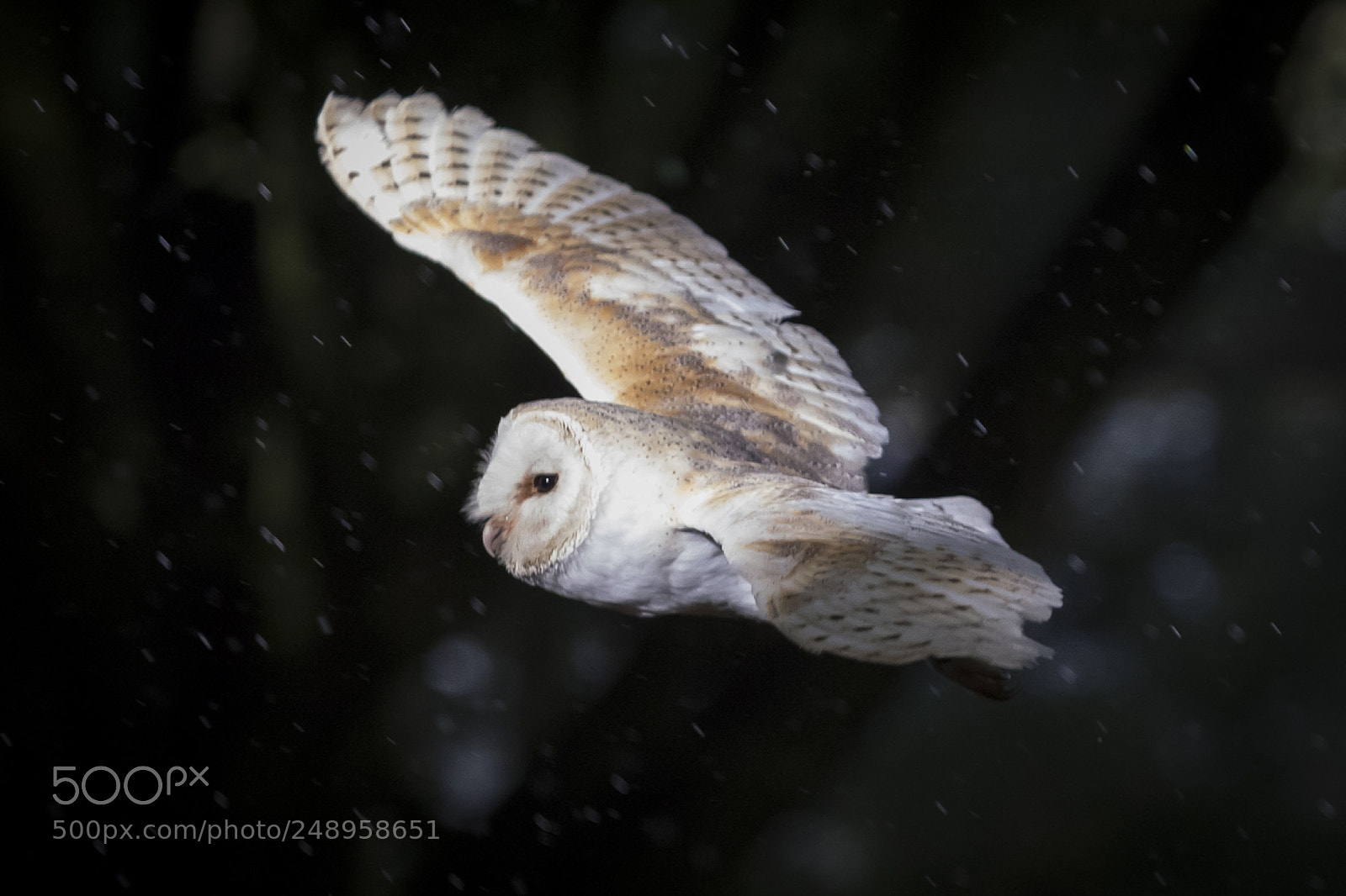 Canon EOS 7D Mark II sample photo. Barn owl photography
