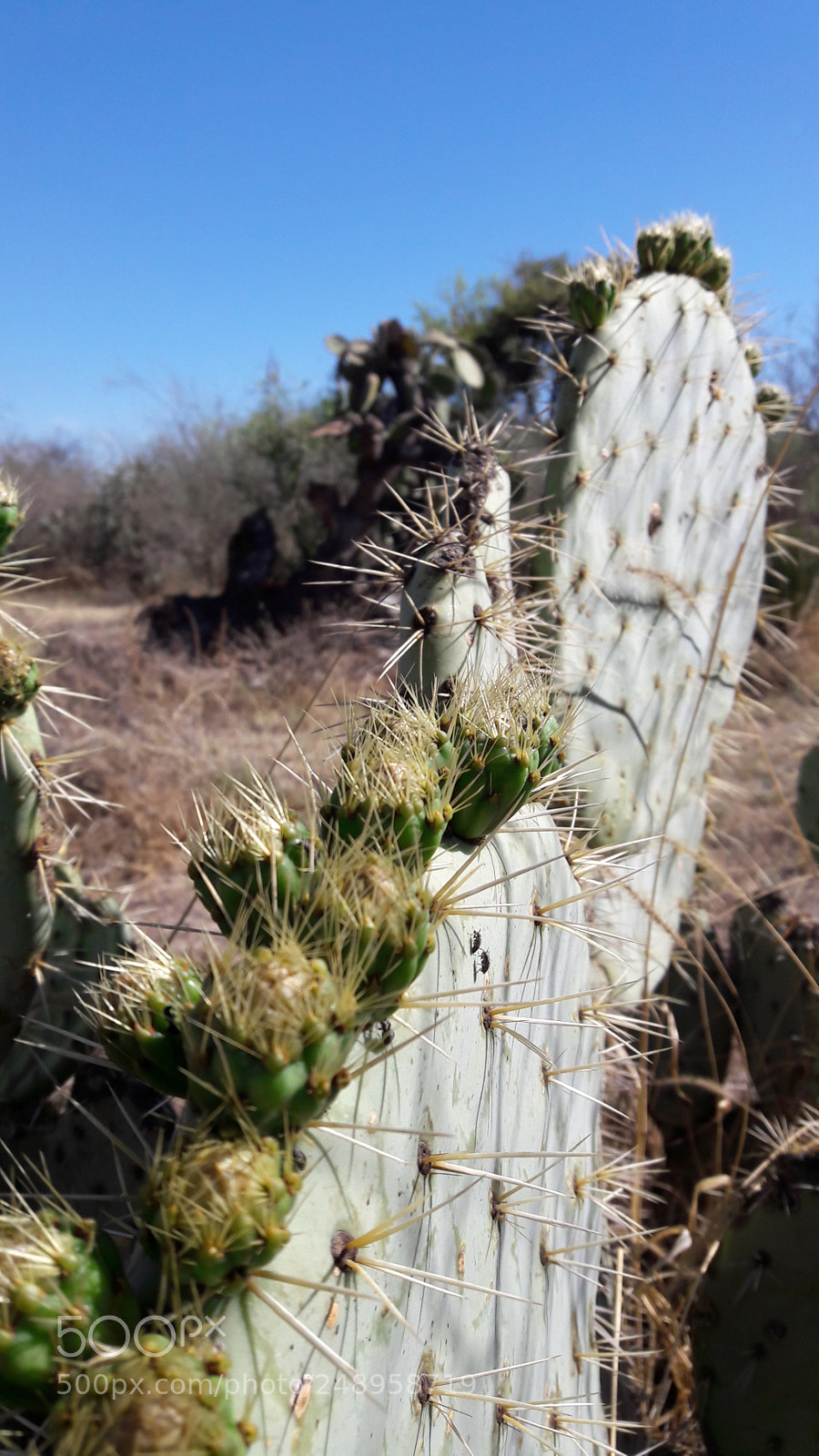 Samsung Galaxy A5(2016) sample photo. Nopal photography