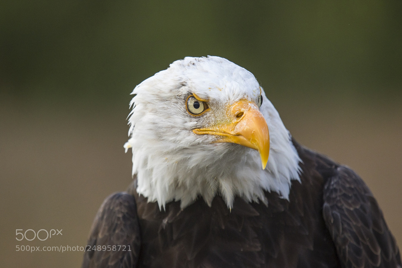 Canon EOS 7D Mark II sample photo. Golden eagle photography