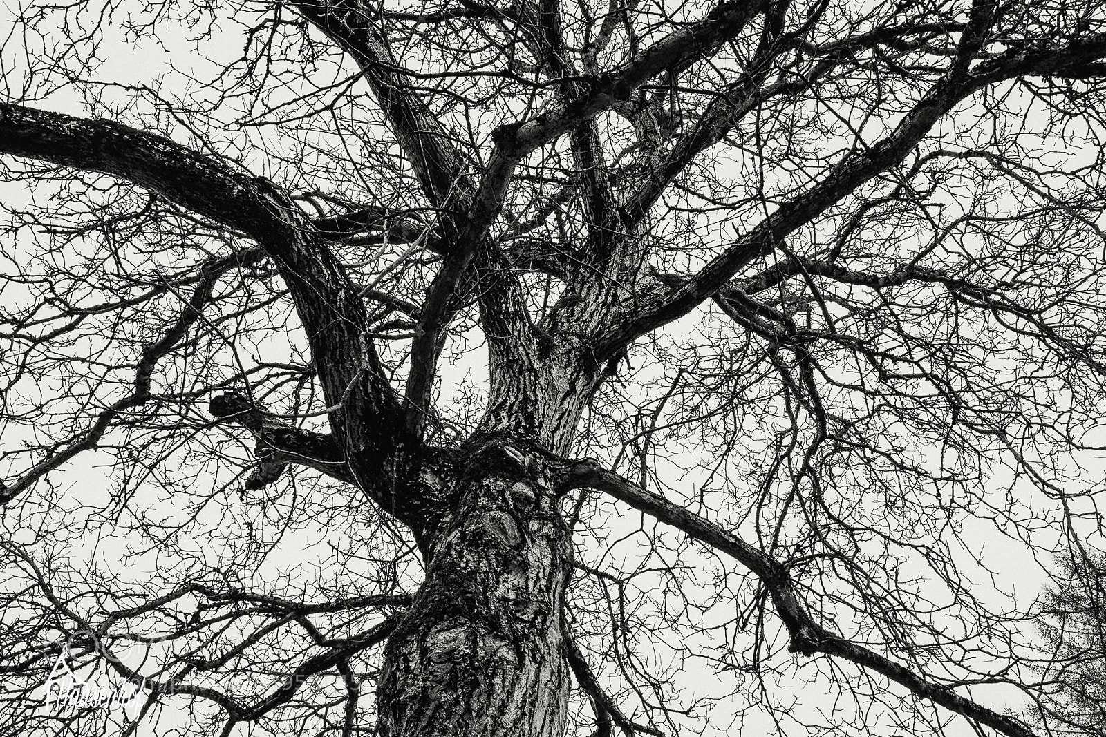 Fujifilm X-T20 sample photo. Nussbaum im frühling photography