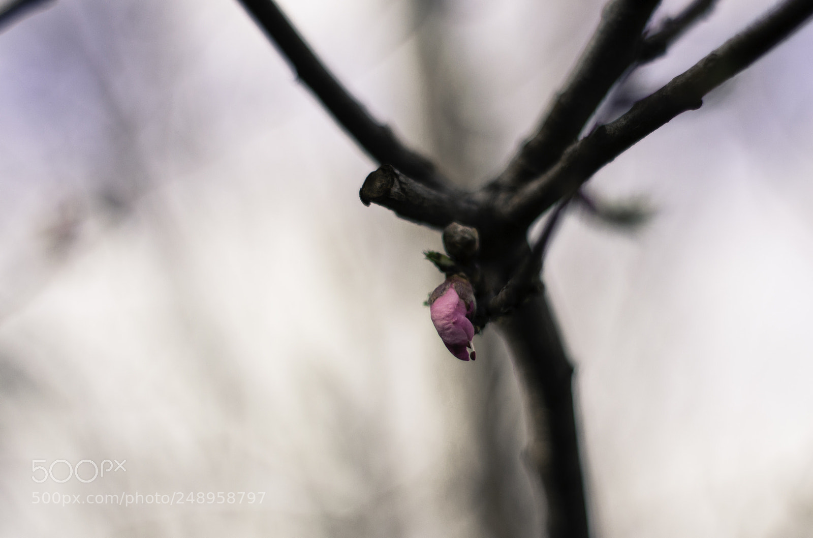 Nikon D3100 sample photo. Primavera photography