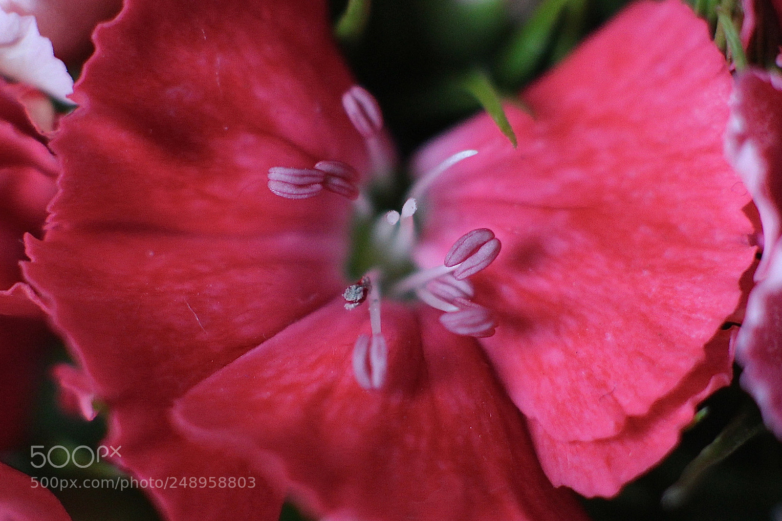 Canon EOS 700D (EOS Rebel T5i / EOS Kiss X7i) sample photo. 20180311_flowery details photography