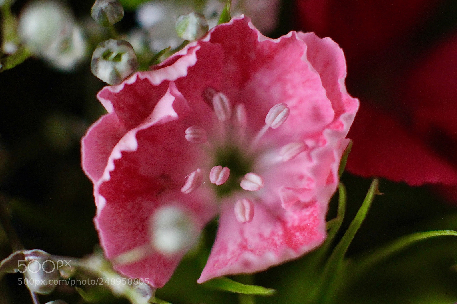 Canon EOS 700D (EOS Rebel T5i / EOS Kiss X7i) sample photo. 20180311_flowery details photography
