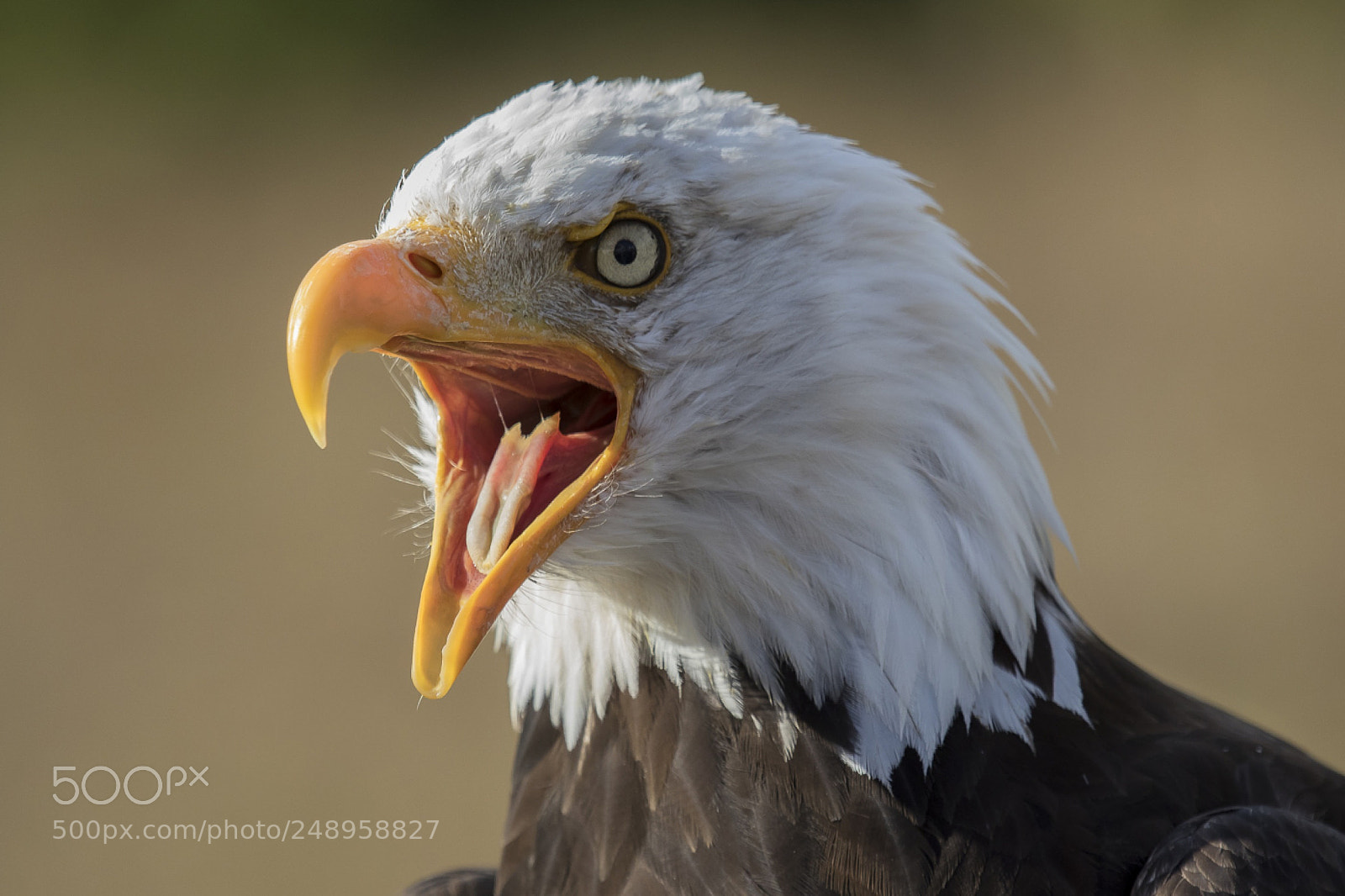 Canon EOS 7D Mark II sample photo. Golden eagle photography
