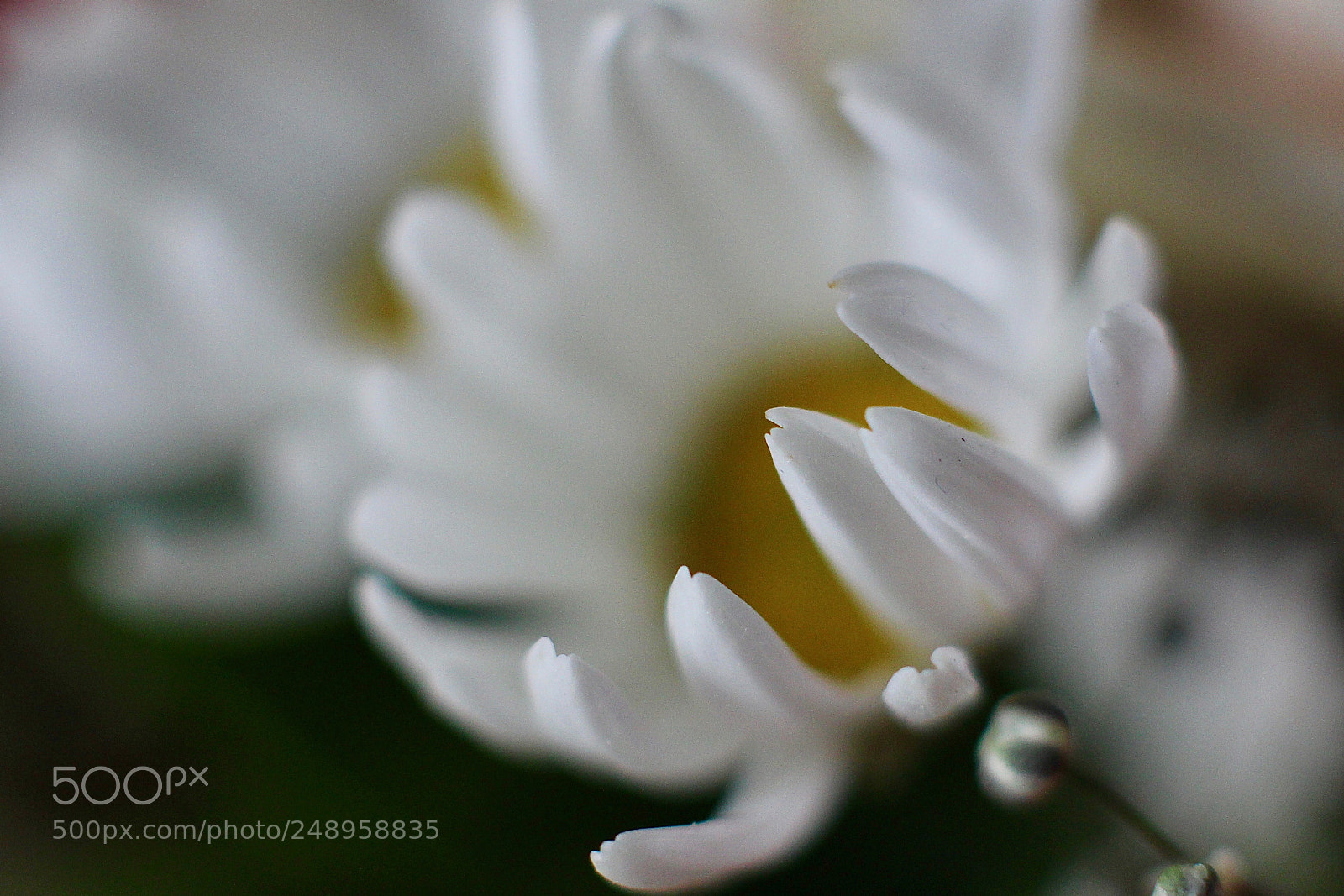 Canon EOS 700D (EOS Rebel T5i / EOS Kiss X7i) sample photo. 20180311_flowery details photography